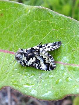 Image of Salt and Pepper Looper