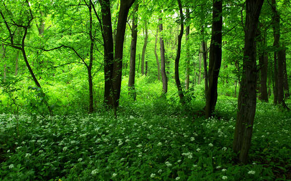 Image of European hornbeam