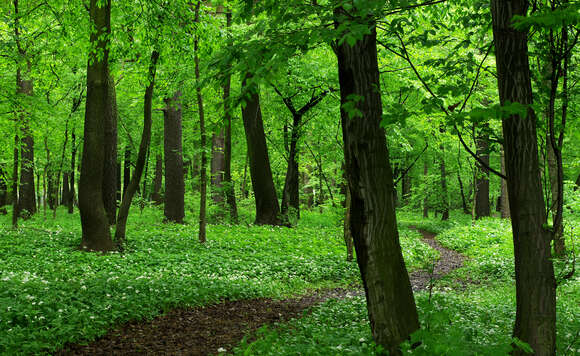 Image of European hornbeam