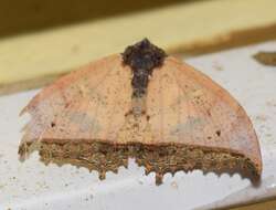 صورة Pterocyclophora pictimargo Hampson 1893