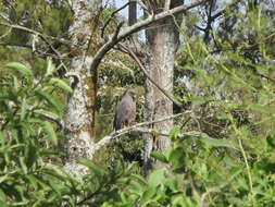 Image of Banded Snake-Eagle