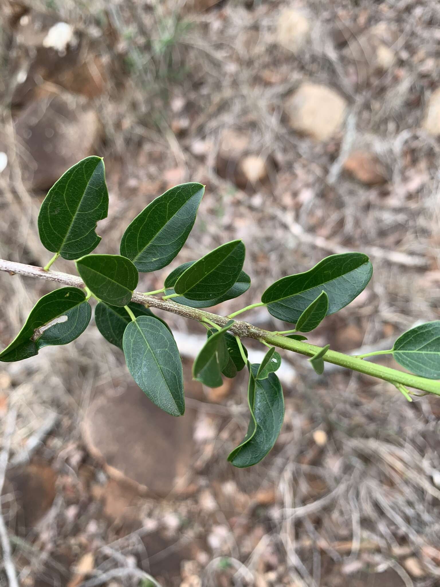 Imagem de Maerua angolensis DC.