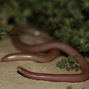 Image of Iranian Worm Snake