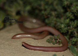 Image of Iranian Worm Snake