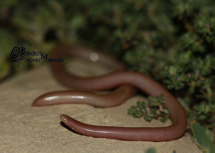 Image of Iranian Worm Snake