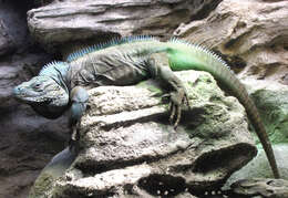 Image de Iguane bleu