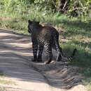 Imagem de Leopardo do Sri Lanka