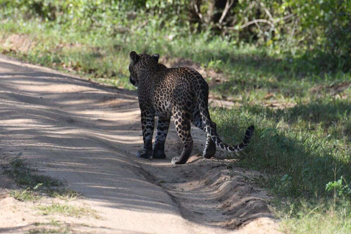 Imagem de Leopardo do Sri Lanka