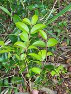 Eugenia biflora (L.) DC. resmi