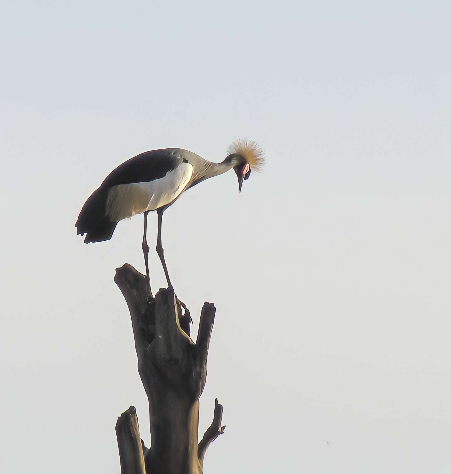 Imagem de Balearica pavonina (Linnaeus 1758)