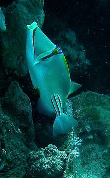 Image of Picasso triggerfish