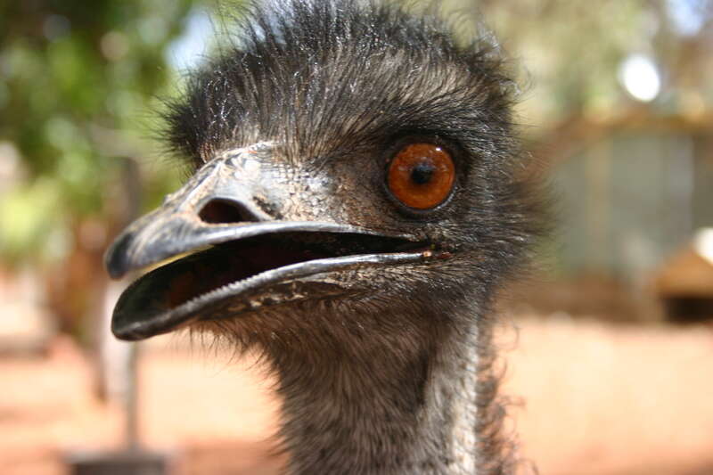 Image of Cassowaries and Emus