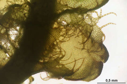 Image of Ptilidiaceae