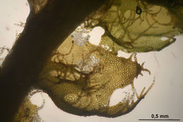 Image of <i>Ptilidium ciliare</i> (L.) Hampe