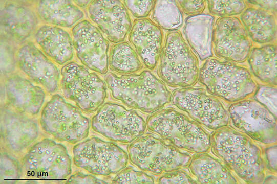 Image of Ptilidiaceae