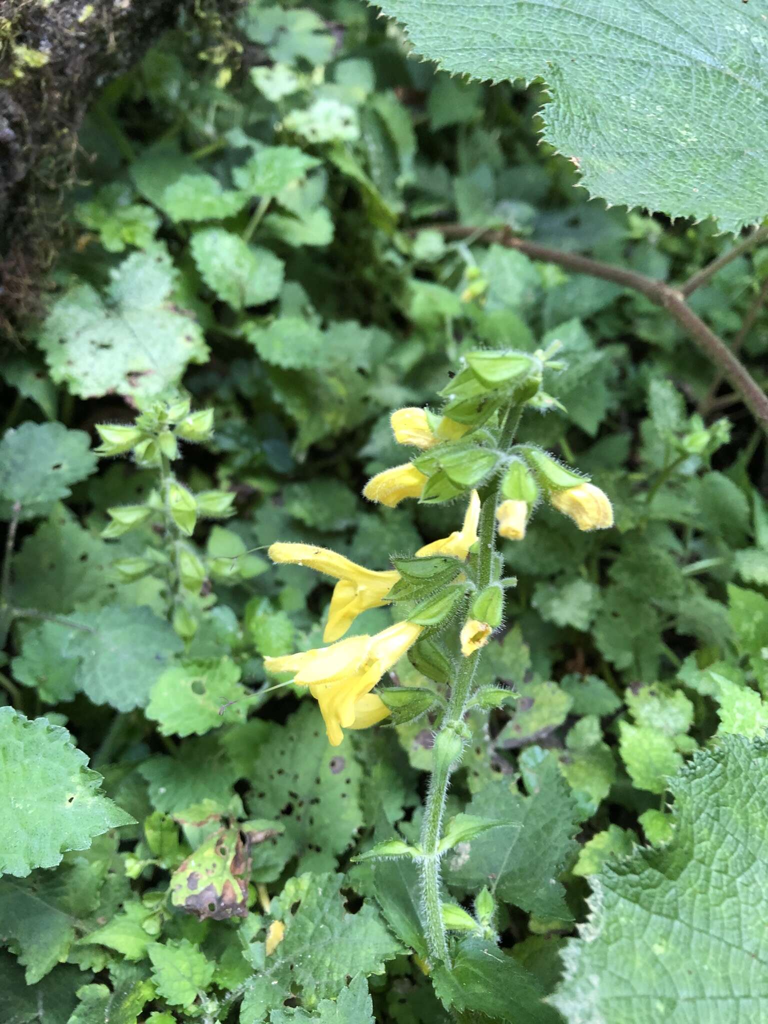 Image of Salvia japonica var. formosana Murata