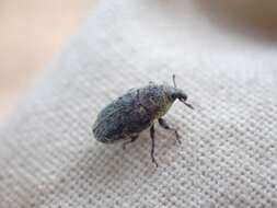 Image of Weevil