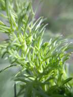 Image of fennel