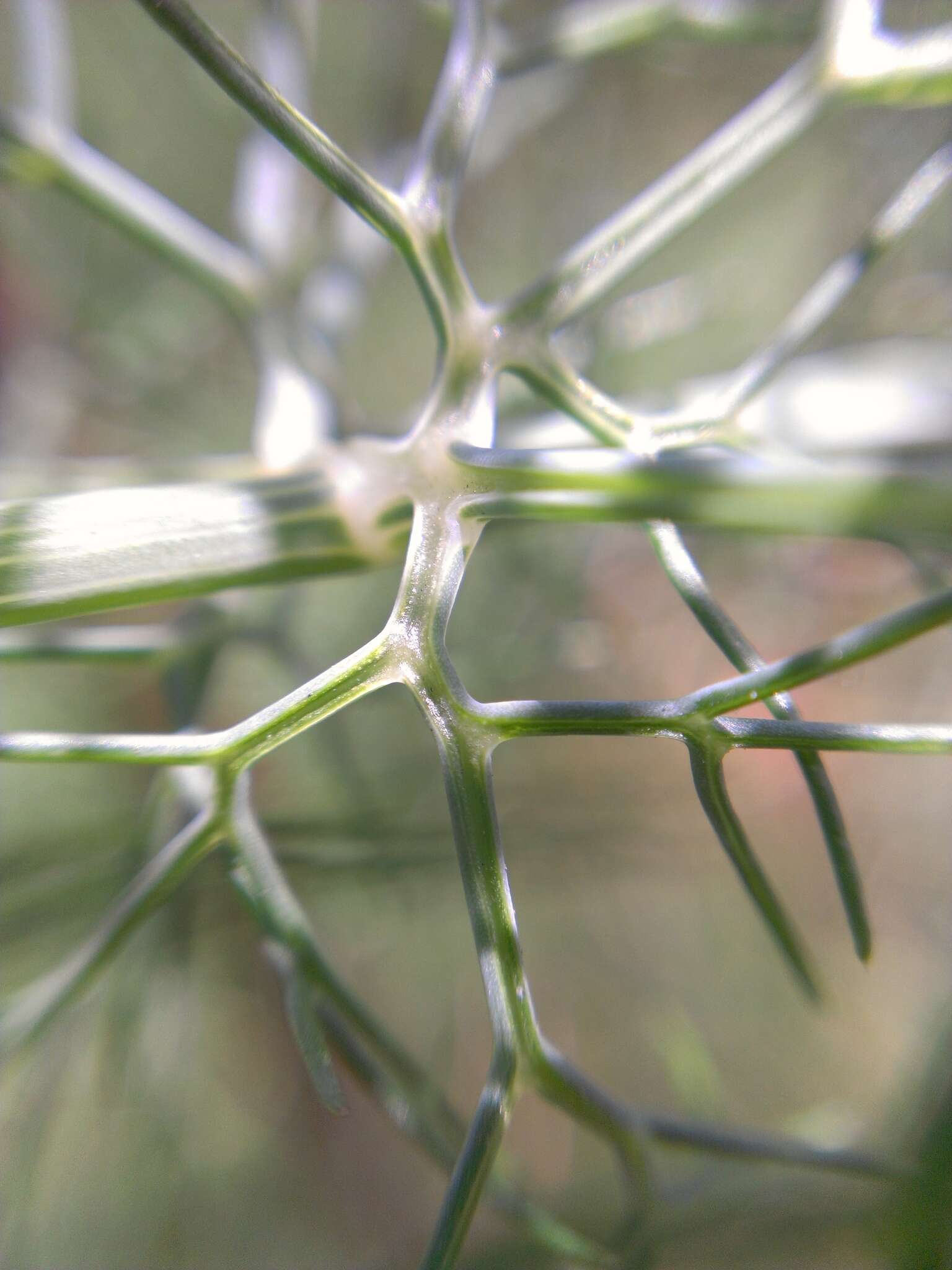 Image of fennel