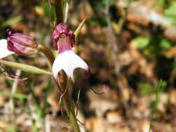 Image of Himantoglossum