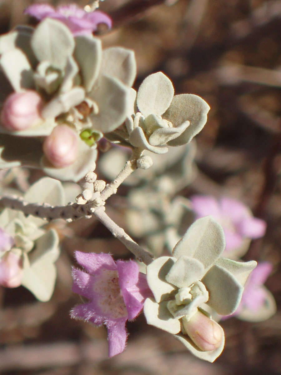 Imagem de Leucophyllum frutescens (Berl.) I. M. Johnston