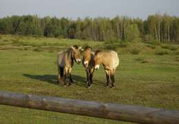 Image of Asian Wild Horse