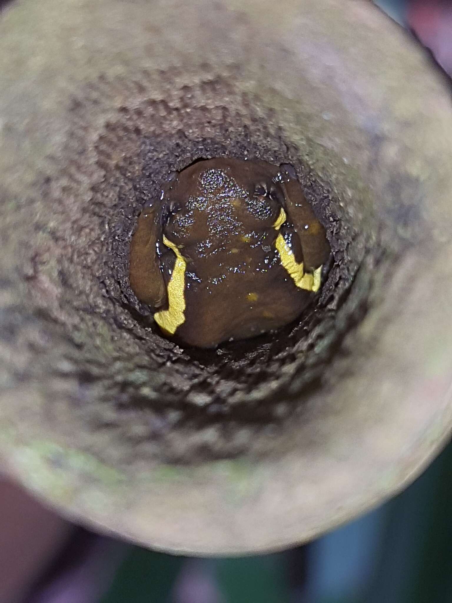 Image of Ochlandra shrub frog