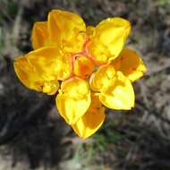 Image of Ceratandra grandiflora Lindl.