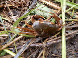 Image of Acanthothelphusa congoensis (Rathbun 1921)