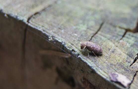 Image of Death watch beetle