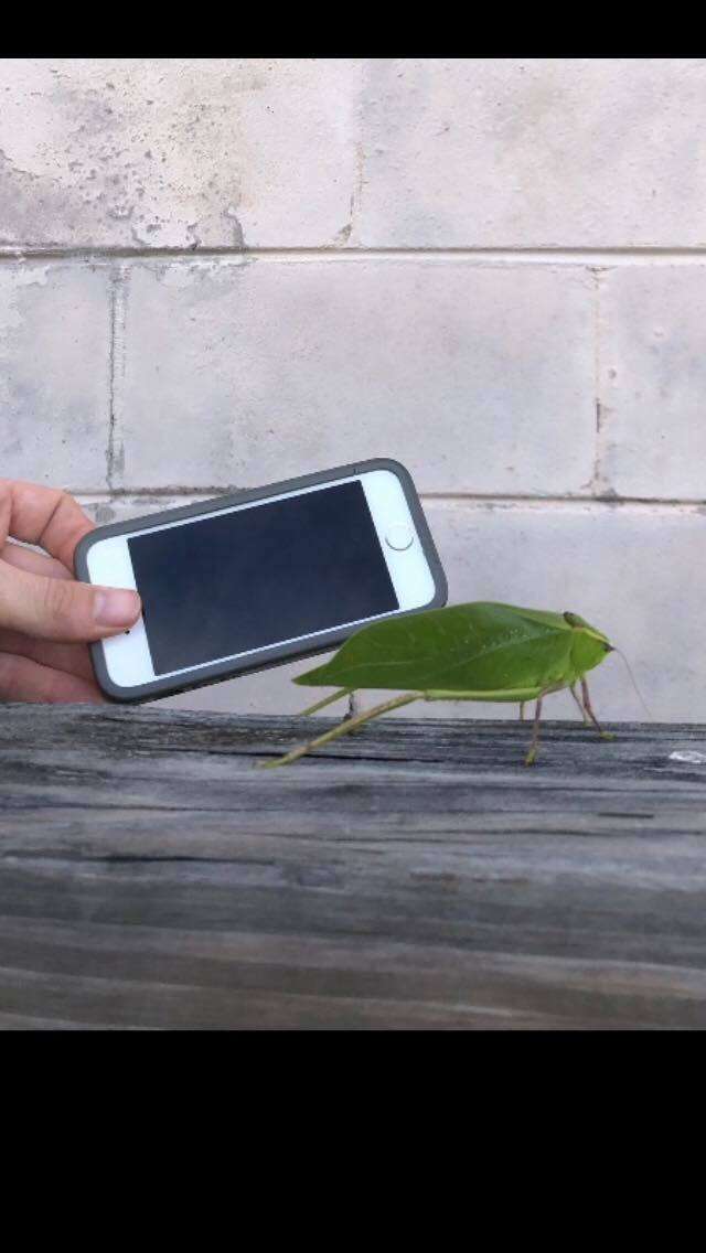 Image of Giant Katydid