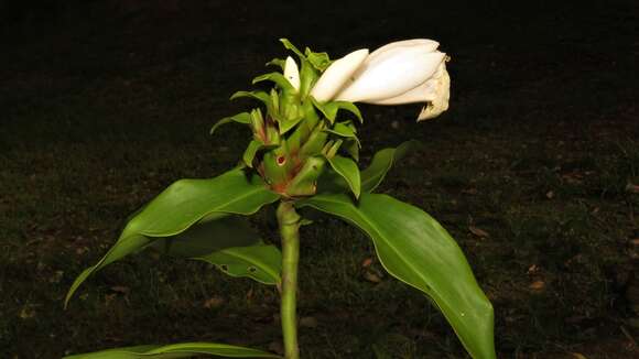 Image of Costus arabicus L.