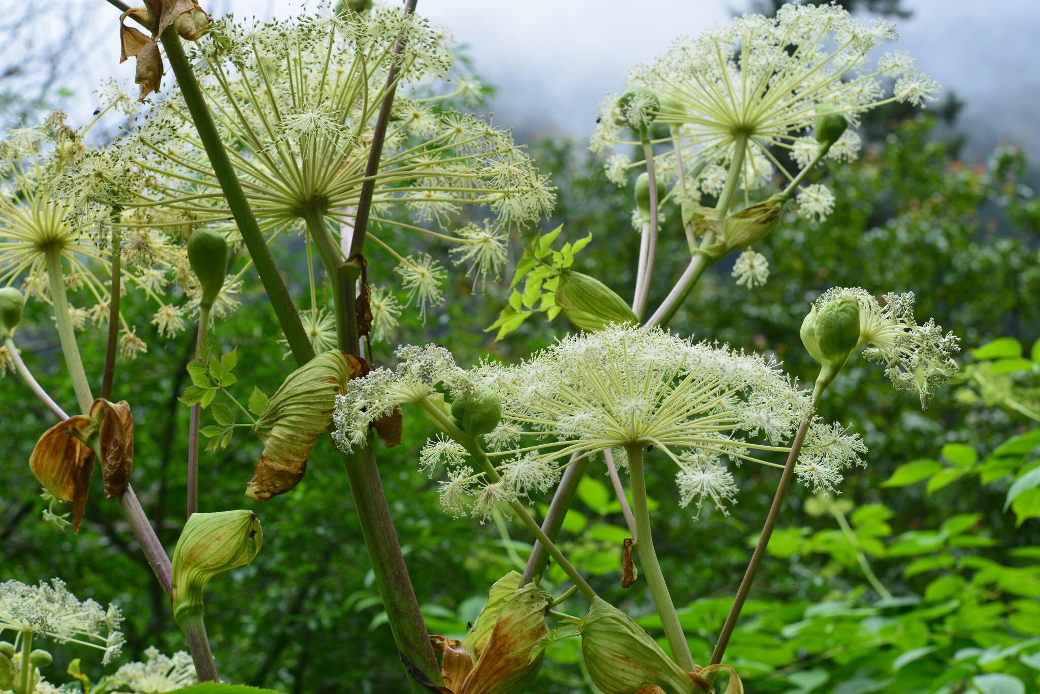 Image of Angelica pubescens Maxim.