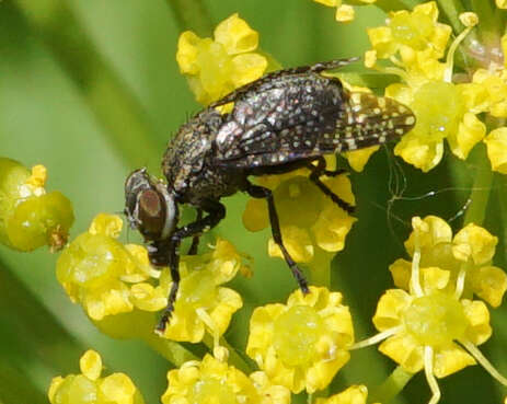 Слика од Platystoma seminationis (Fabricius 1775)