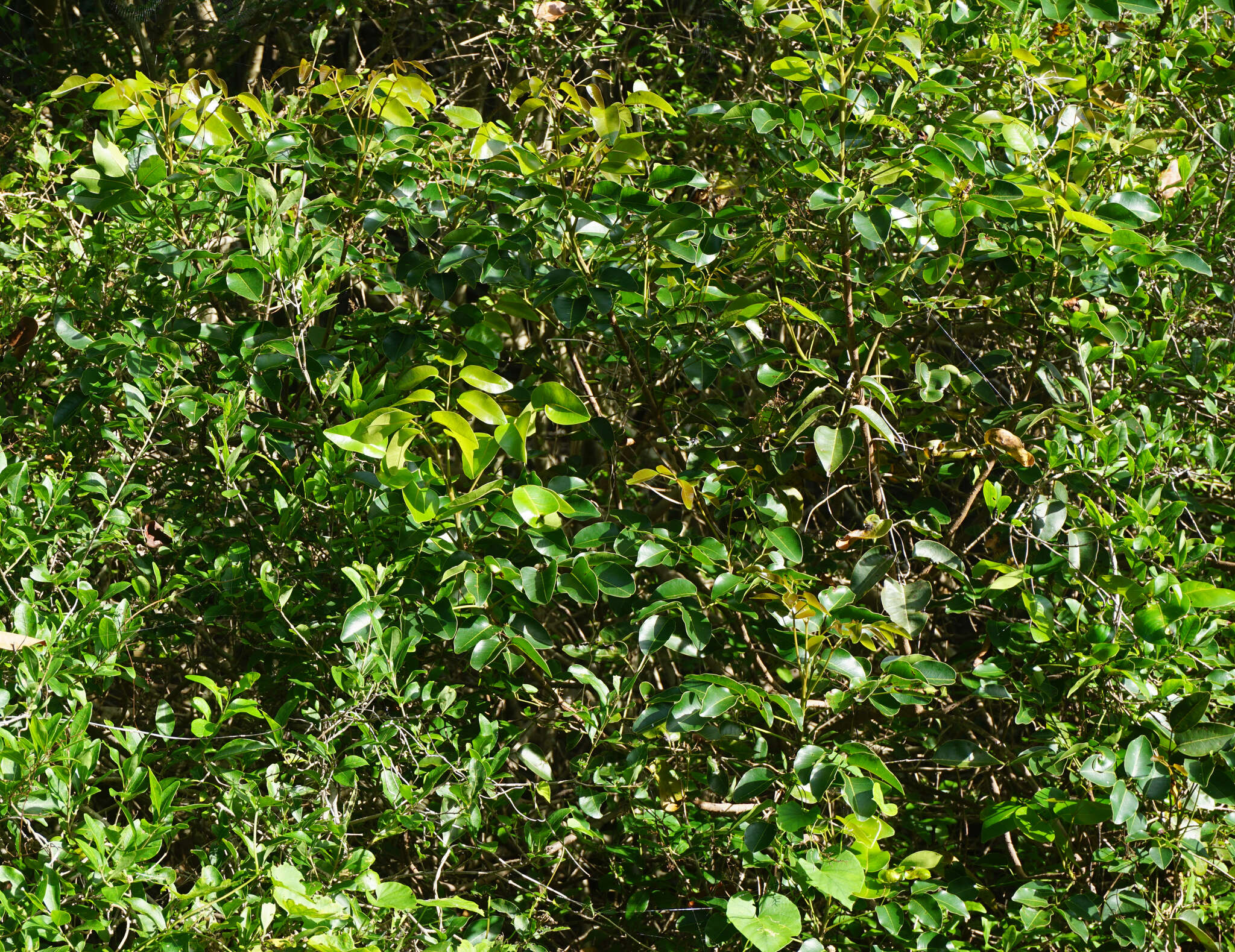 Image of Florida poisontree