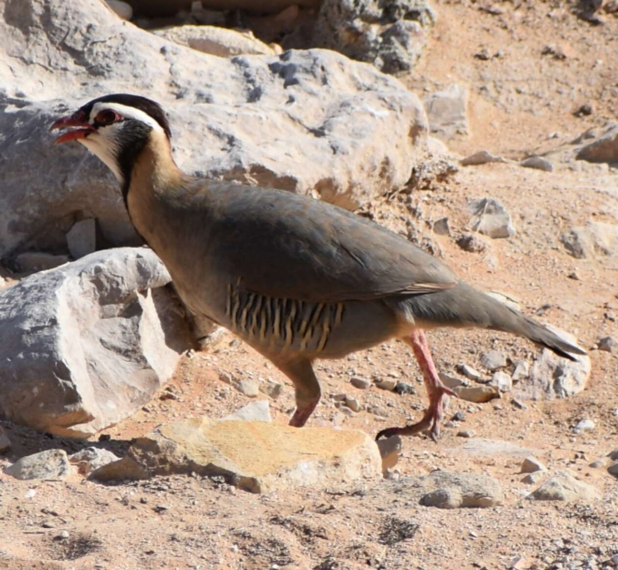 Image of Arabian Partridge