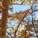 Image de Moineau blanc