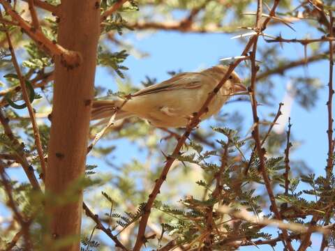 Image of African Desert Sparrow