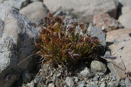 Image of Luzula pumila Hook. fil.