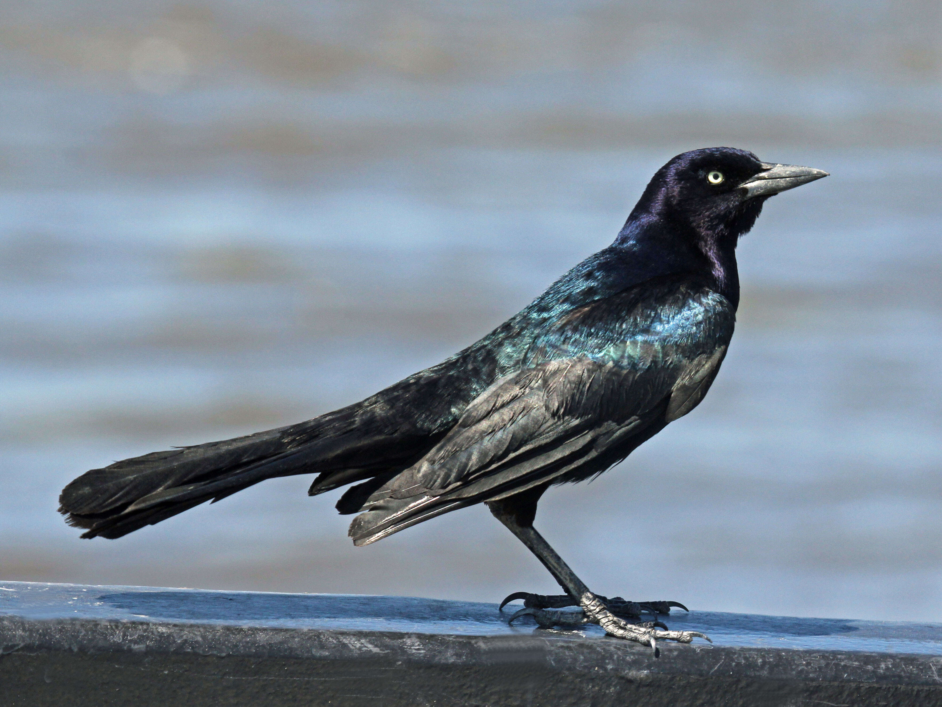 Image of Boat-tailed Grackle