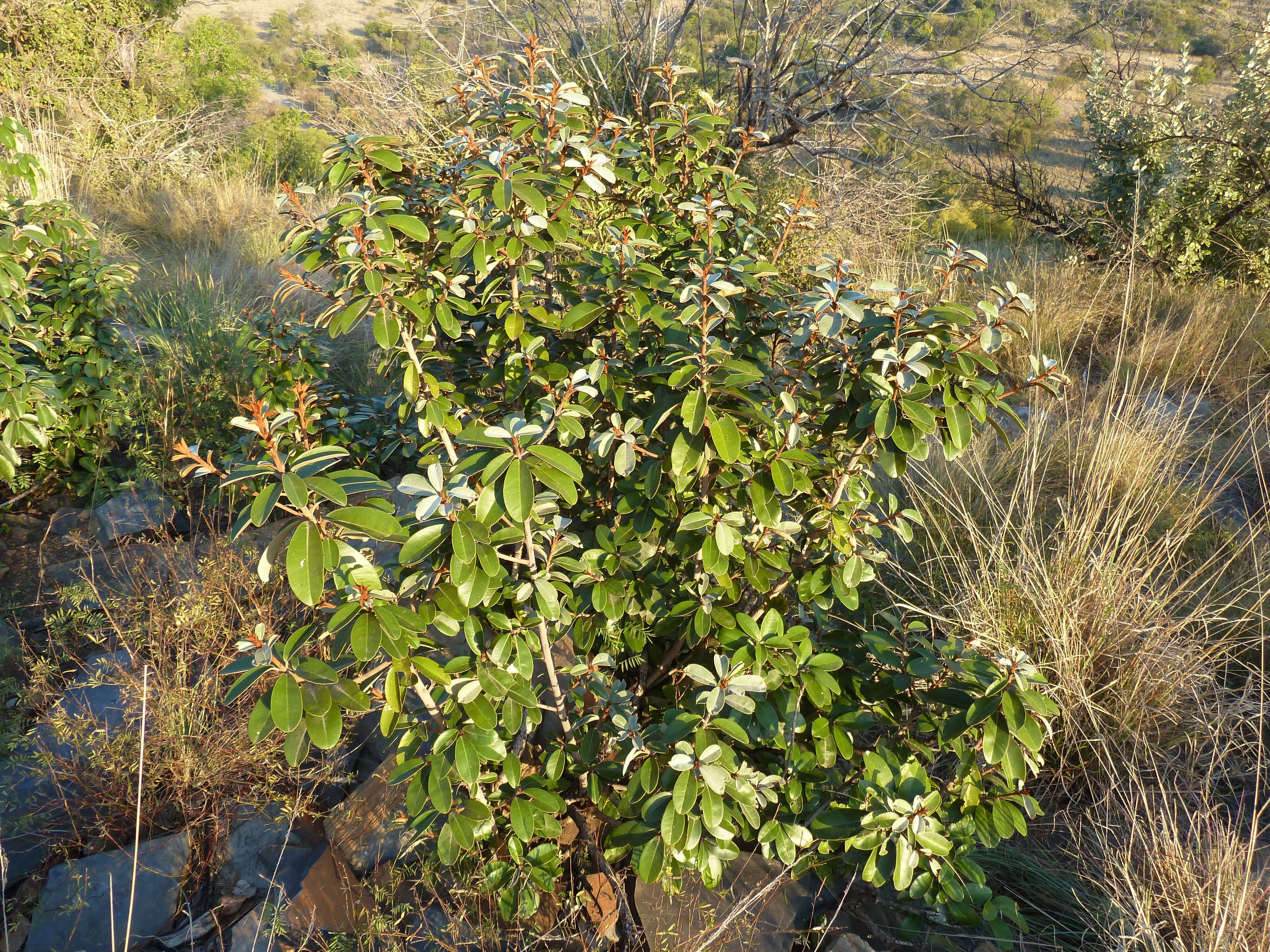 Image of Transvaal milk plum