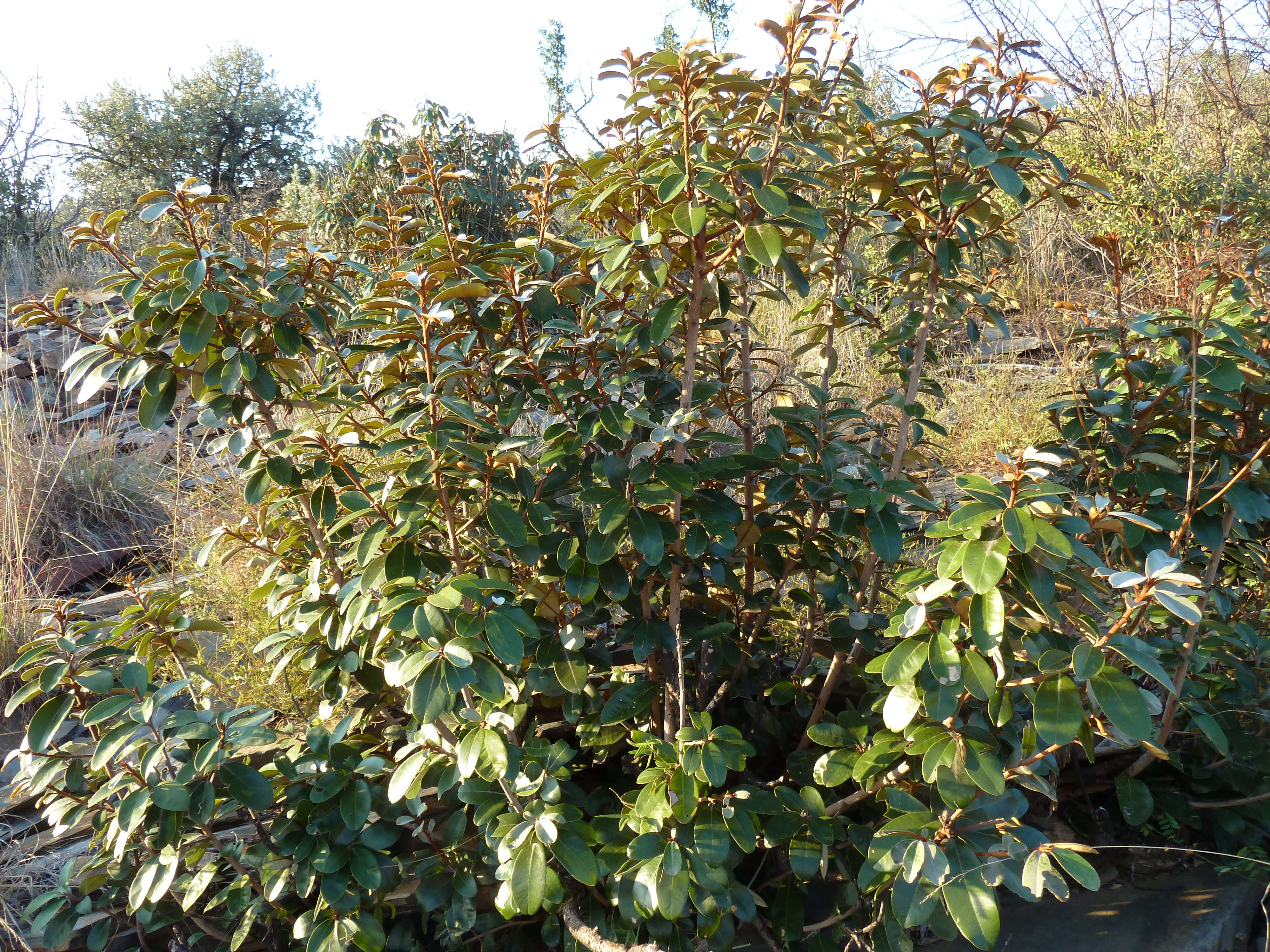 Image of Transvaal milk plum