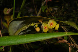 Image of Lepanthes gargantua Rchb. fil.