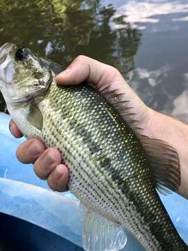 Image of Spotted bass