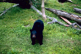 Image of American Black Bear