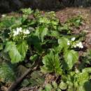 Слика од Pachyphragma macrophyllum (Hoffm.) N. Busch