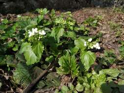 Imagem de Pachyphragma macrophyllum (Hoffm.) N. Busch