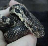 Image of Eastern Fox Snake