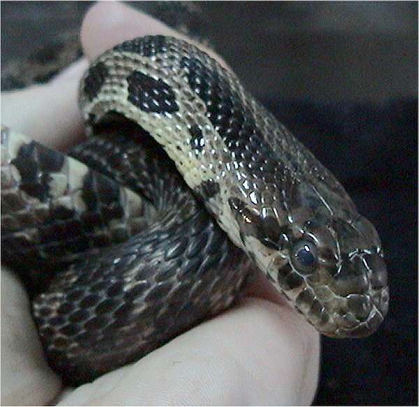 صورة Pantherophis vulpinus (Baird & Girard 1853)