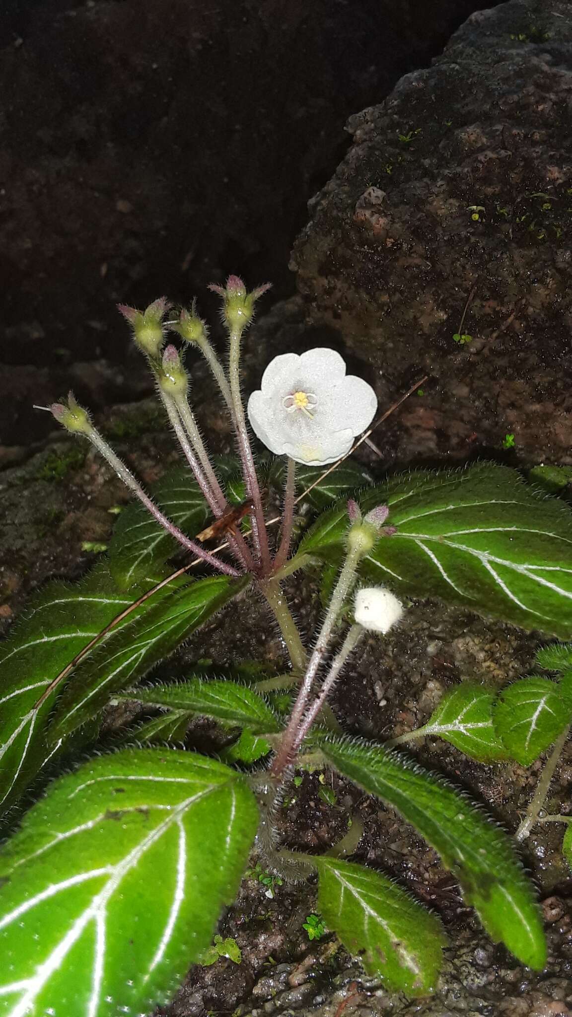 Image of Phinaea multiflora C. V. Morton